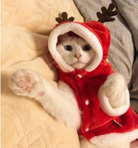 SANTA COSTUME FOR YOUR PET!